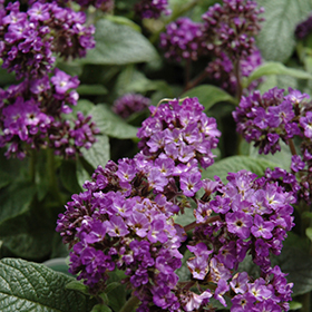 Plant Photo 2