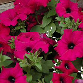 Plant Photo 1