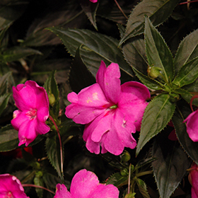 Plant Photo 10