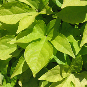 Plant Photo 7