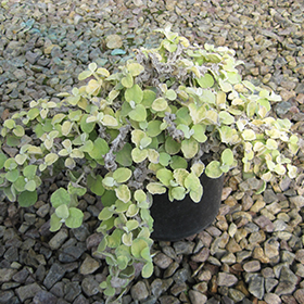 Plant Photo 10