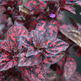 Plant Photo 3