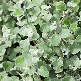 Plant Photo 1