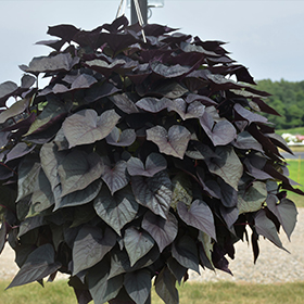 Plant Photo 4