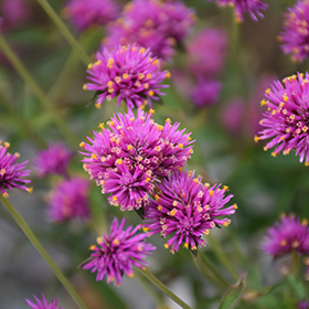 Plant Photo 6