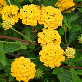Plant Photo 4