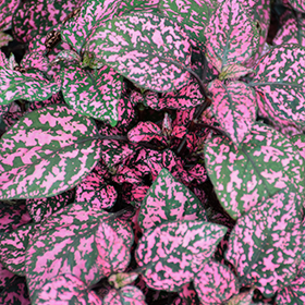 Plant Photo 4