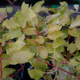 Plant Photo 6