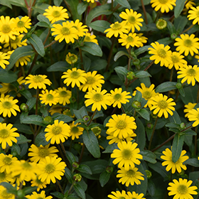 Plant Photo 1