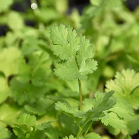 Plant Photo 4