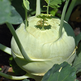 Plant Photo 4