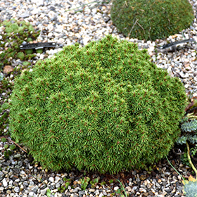 Plant Photo 3