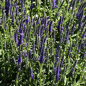 Plant Photo 2
