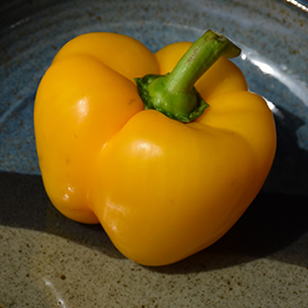 Plant Photo 7