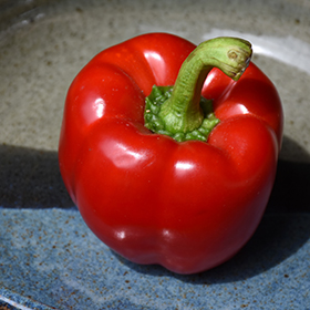 Plant Photo 1