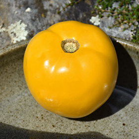 Plant Photo 9