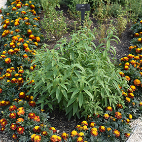 Plant Photo 5
