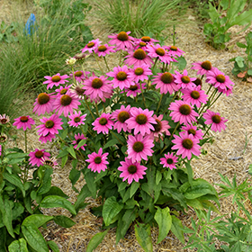 Plant Photo 1