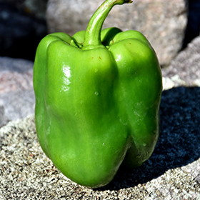 Plant Photo 5