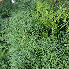 Plant Photo 6