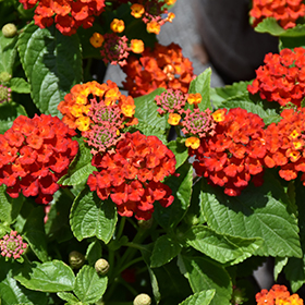 Plant Photo 3