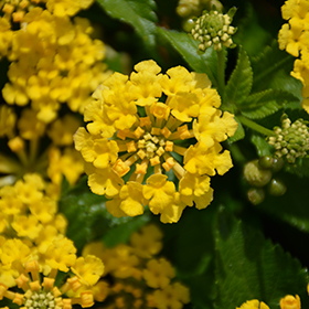 Plant Photo 10