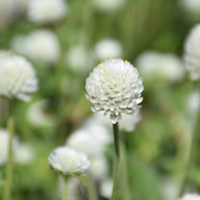 Plant Photo 9