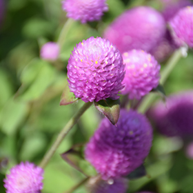 Plant Photo 7