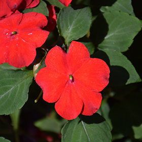Plant Photo 4