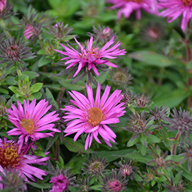 Plant Photo 7