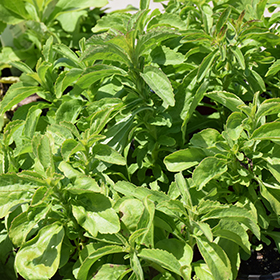 Plant Photo 8