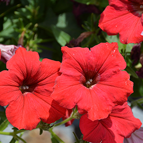 Plant Photo 4