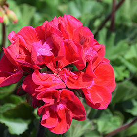 Plant Photo 5