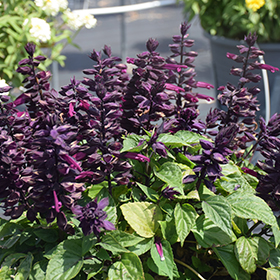 Plant Photo 7