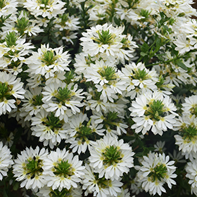 Plant Photo 5