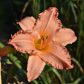 Plant Photo 2
