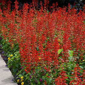 Plant Photo 6