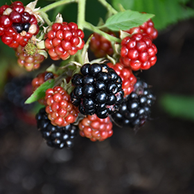 Plant Photo 10
